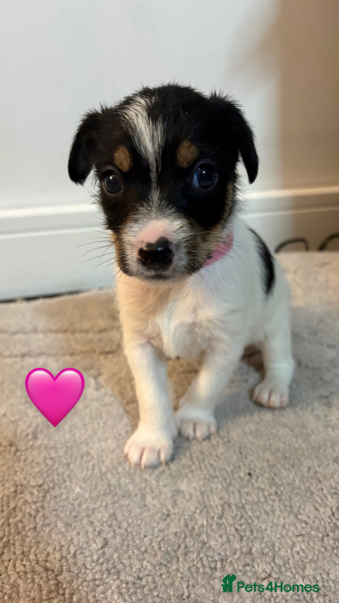Jack Russell dogs for sale: 5 JACK RUSSEL PUPPIES - Image 3