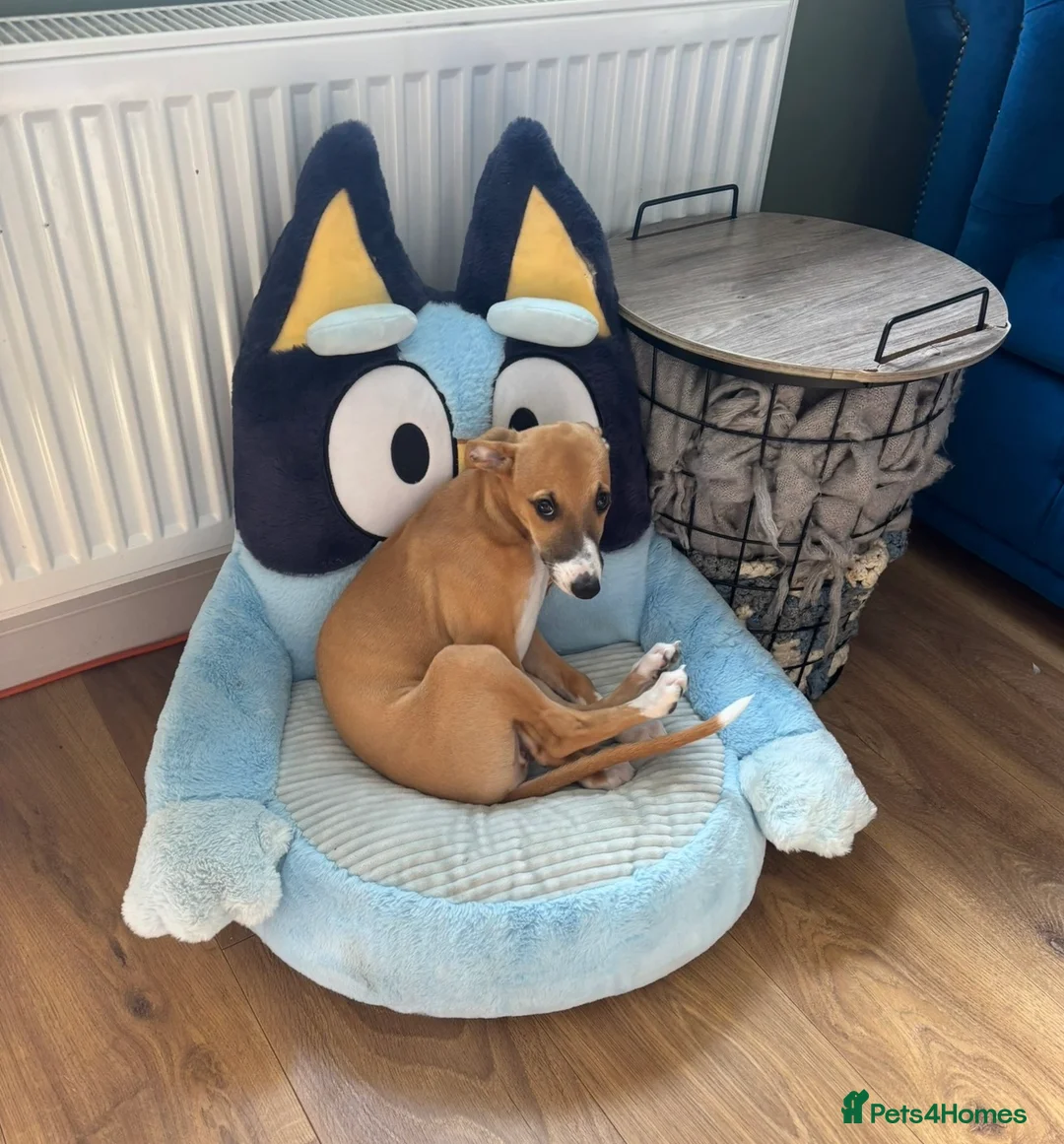 Whippet dogs for sale: Beautiful 11 month old whippet bitch  - Advert 3