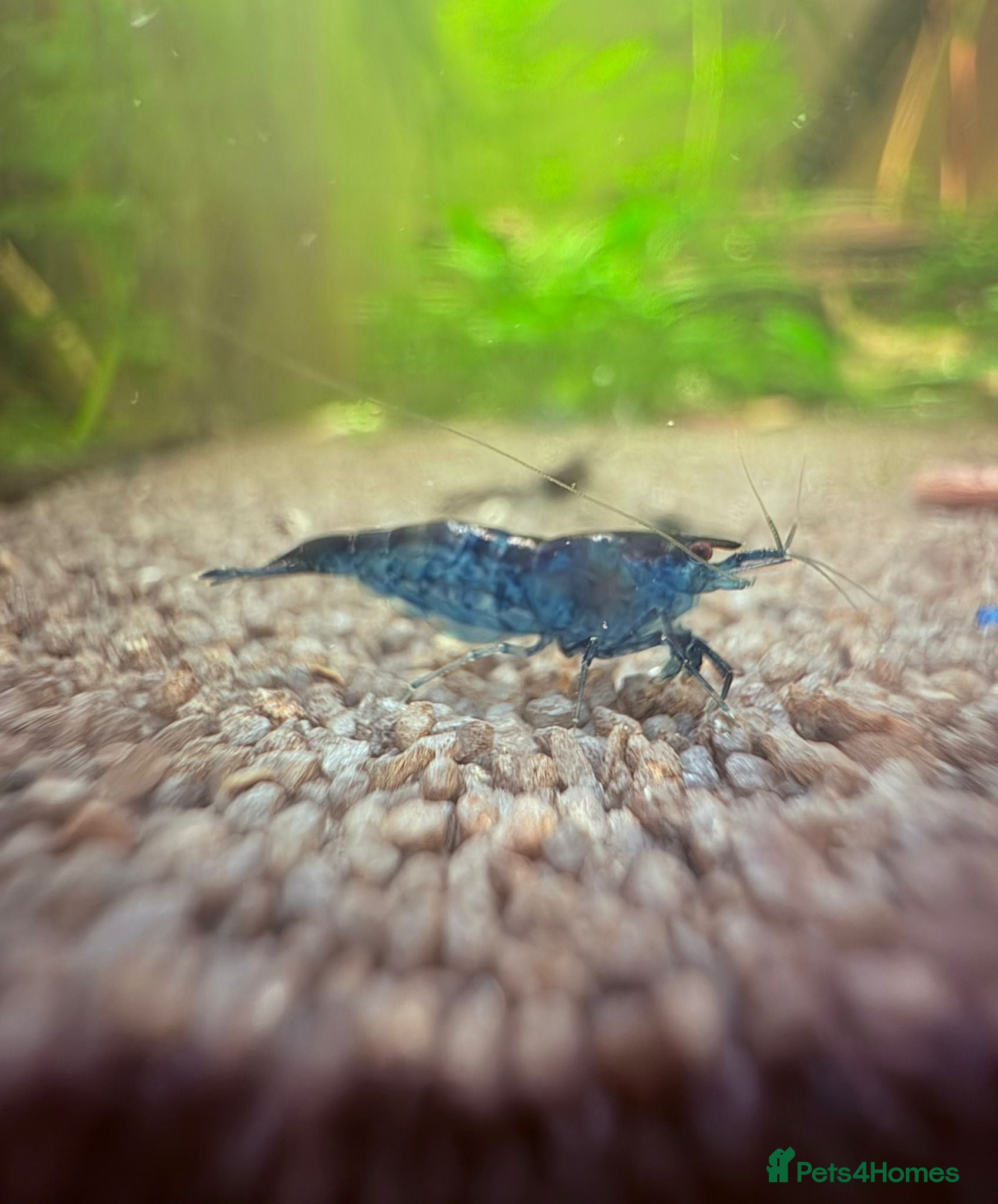 Mixed Breed livestock Neocaradina shrimp - Advert 23