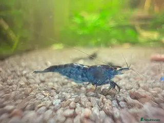 Mixed Breed livestock Neocaradina shrimp - Advert 23