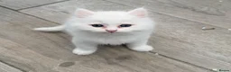 Persian cats for sale: 4 beautiful Persian x kittens, ready now - Advert 27