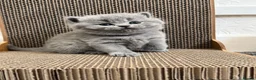 British Shorthair cats for sale: GCCF Active Registered British Shorthair Kittens - Advert 6