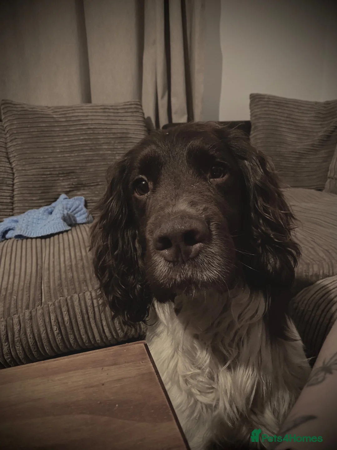 English Springer Spaniel dogs for sale: Gorgeous springer spaniel pups in Darlington - Advert 17