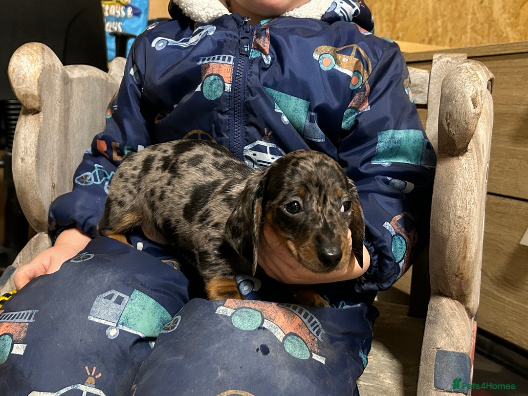 Miniature Dachshund dogs for sale: Miniature dachshunds * 3 boys left - Advert 14