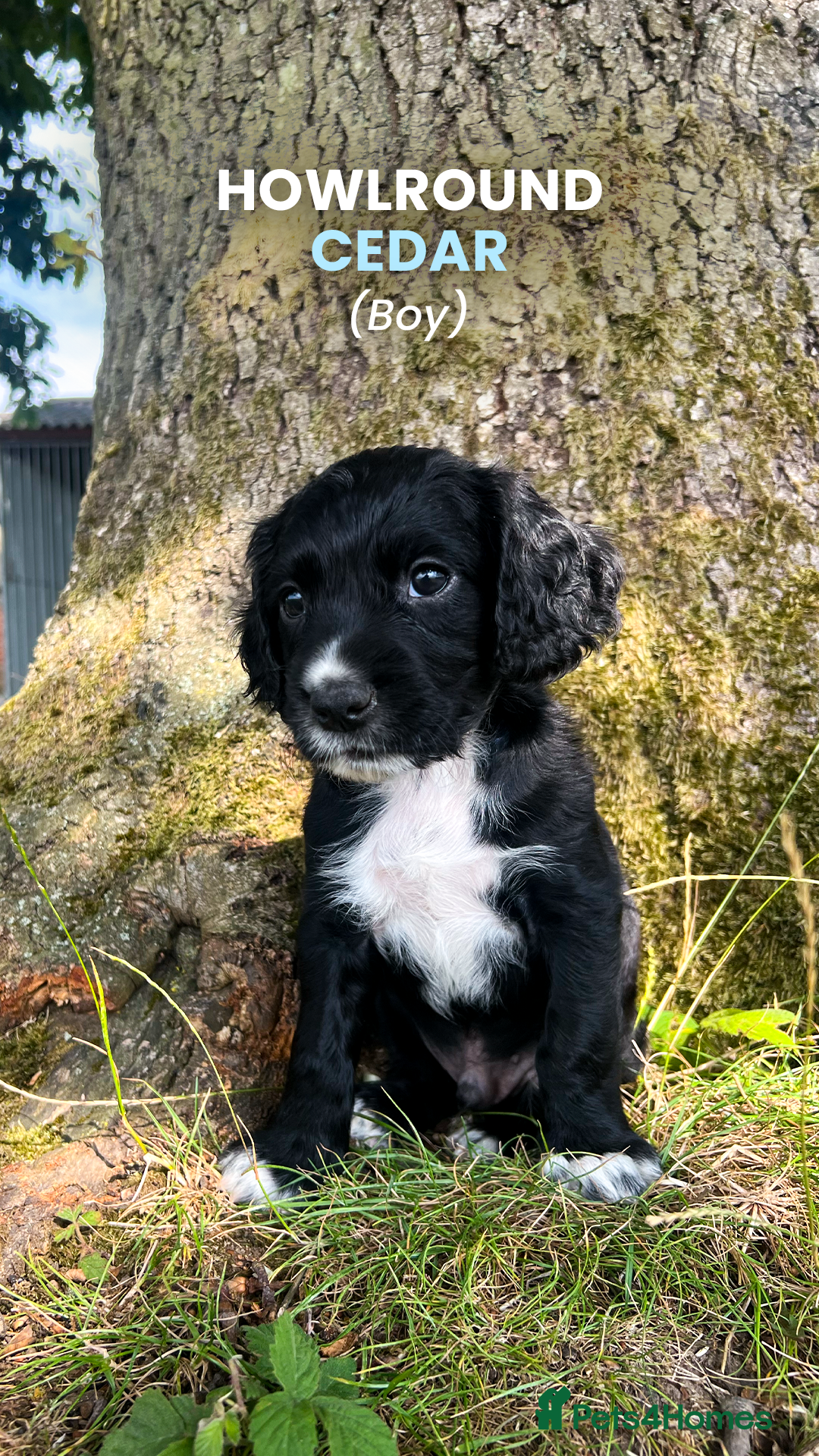 Cocker Spaniel dogs for sale: Cocker Spaniel male left KC Registered Docked  - Image 5