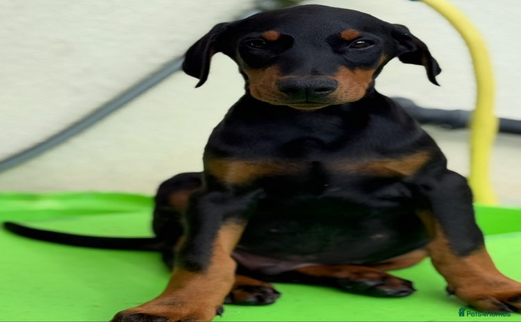 Dobermann dogs - Advert 1