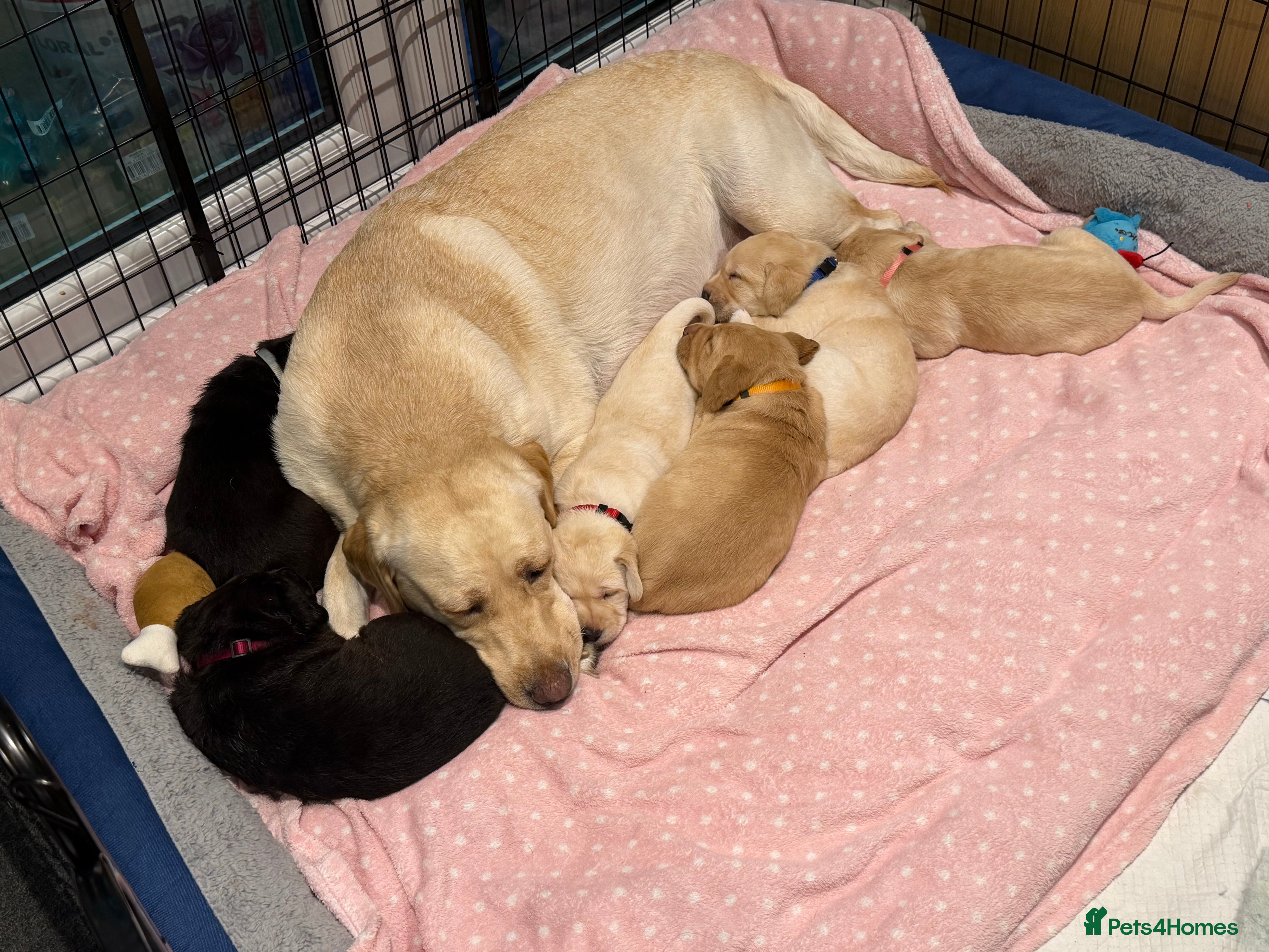 Labrador Retriever dogs 🐾 6 Little Bundles of Joy Seeking Loving Families in Ilford - Advert 2