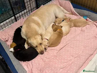 Labrador Retriever dogs 🐾 6 Little Bundles of Joy Seeking Loving Families in Ilford - Advert 11