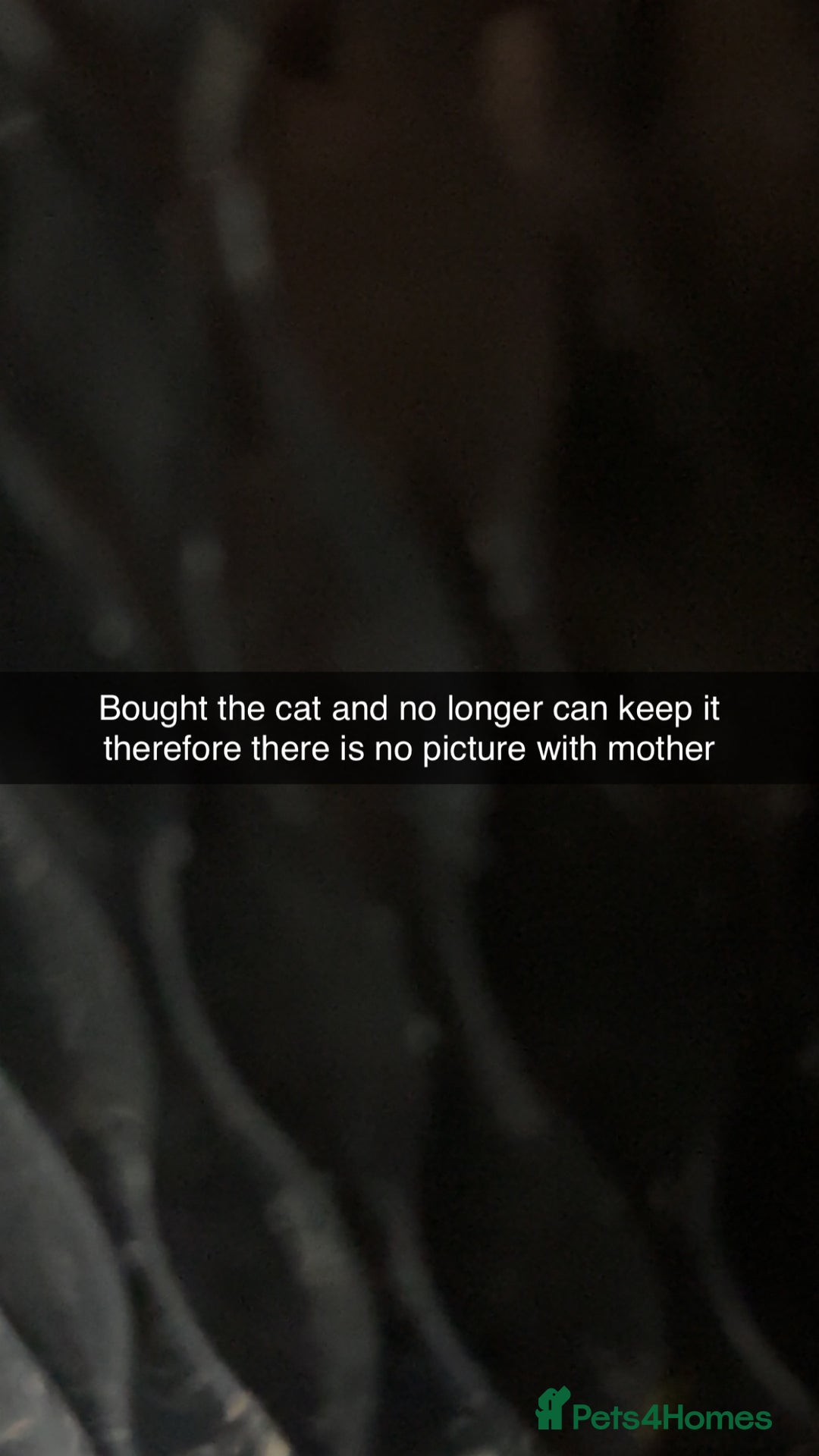 Mixed Breed cats for sale: Ginger male cat ready to go now!! - Image 6