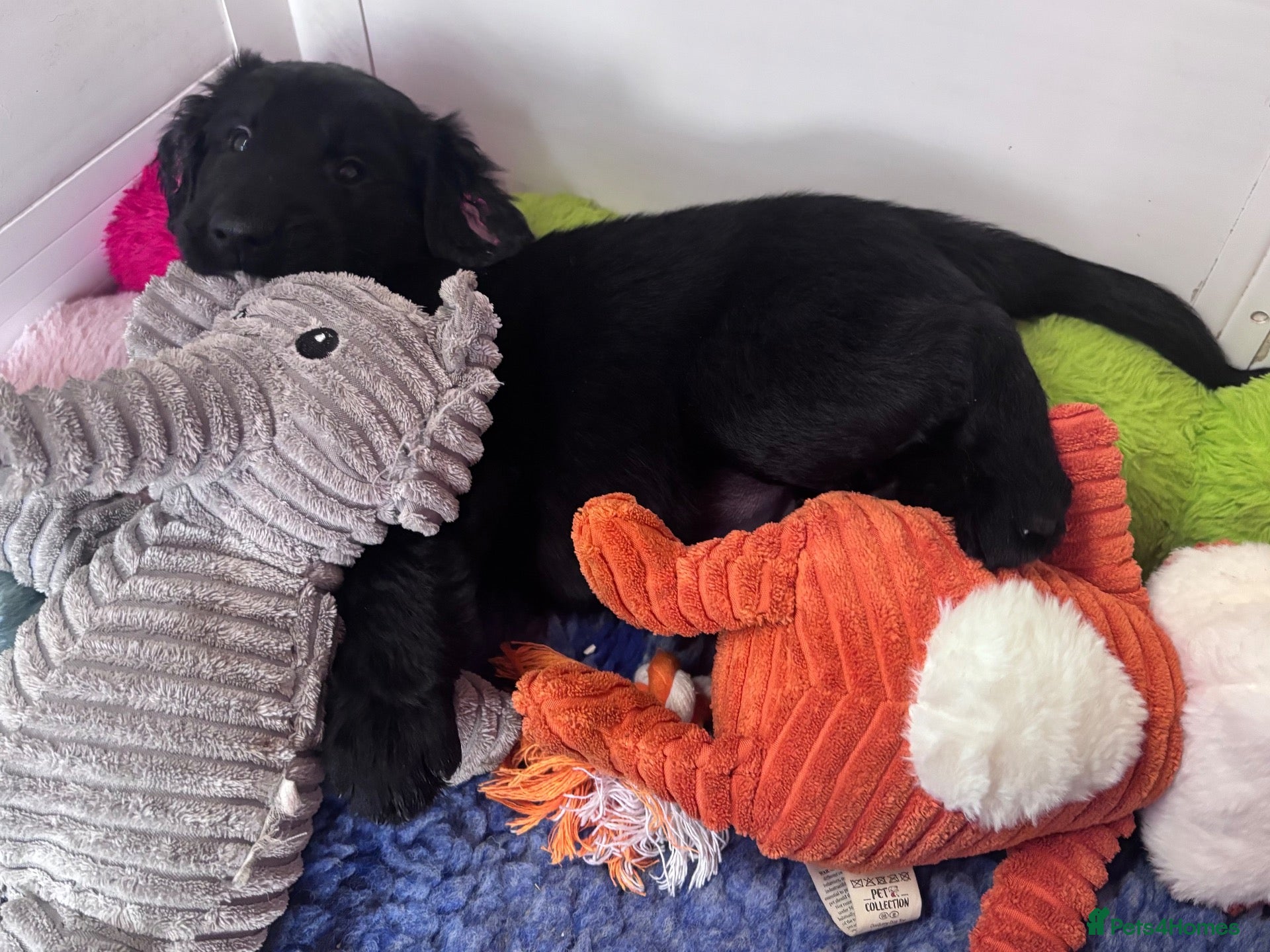 Flat coated Retriever dogs Flat Coated Retriever Puppies   - Advert 4