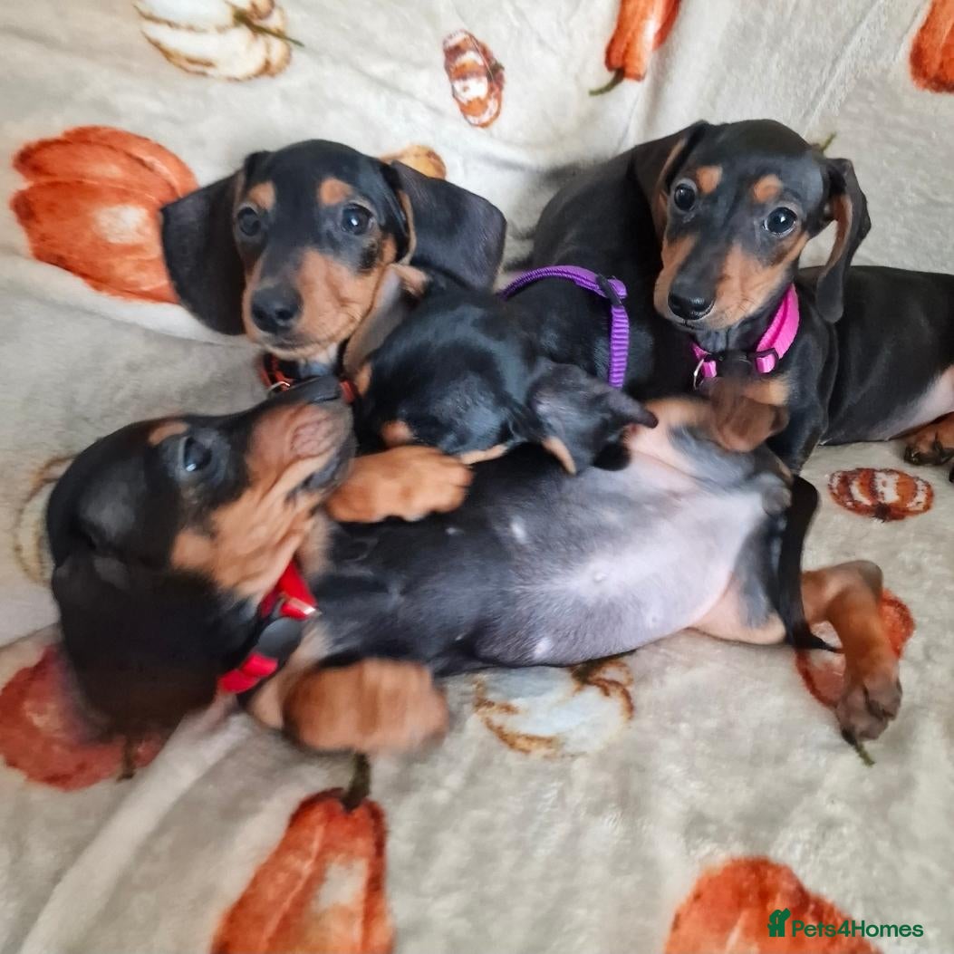 Miniature Dachshund dogs ADORABLE MINI DACHSHUNDS  - Advert 1