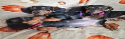 Miniature Dachshund dogs for sale: ADORABLE MINI DACHSHUNDS  - Advert 1