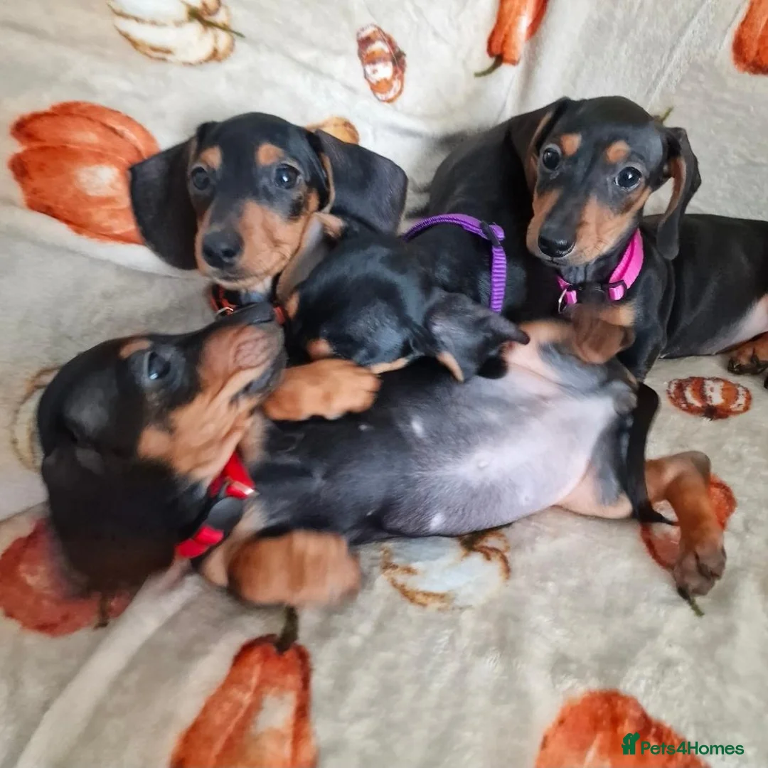 Miniature Dachshund dogs for sale: ADORABLE MINI DACHSHUNDS  - Advert 1