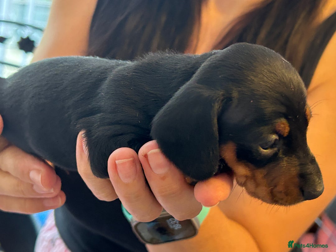 Miniature Dachshund dogs for sale: Six beautiful miniature Dachshunds - Image 33