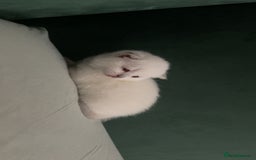 British Shorthair cats for sale: British Shorthair Kittens - Image 11