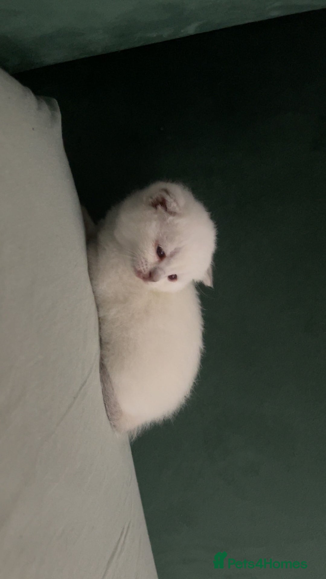 British Shorthair cats for sale: British Shorthair Kittens - Image 11