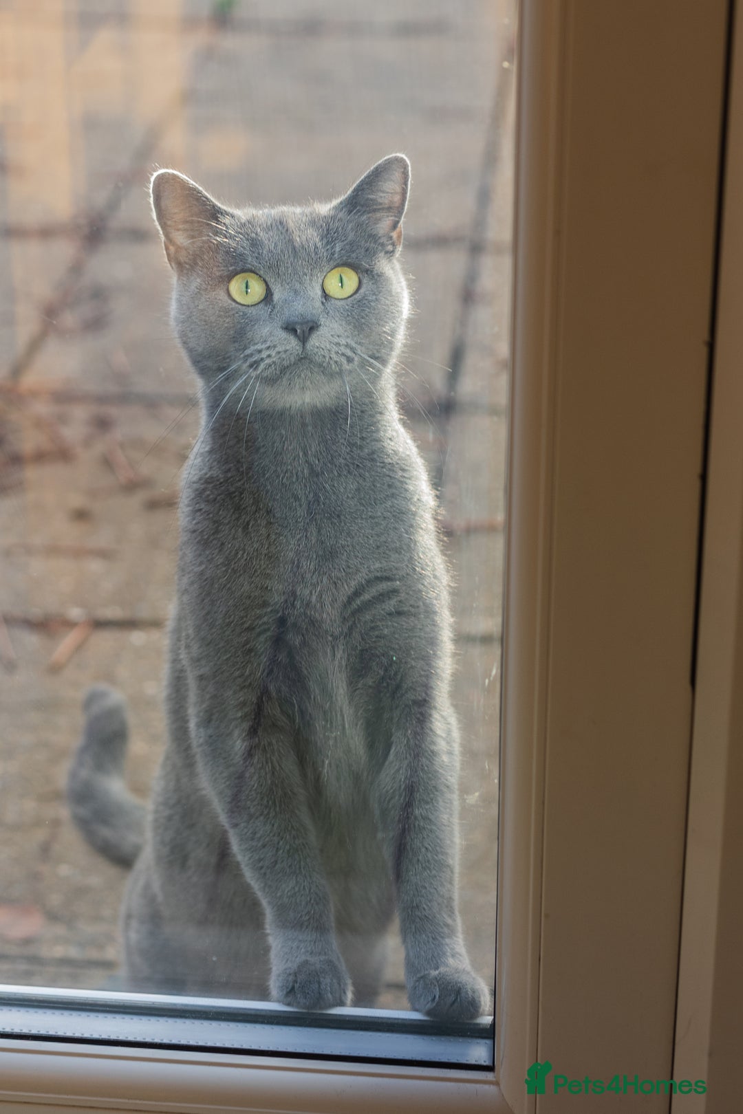Russian Blue cats for sale: Pure Russian Blue Boy❄️ - Advert 24