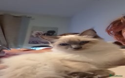 Ragdoll cats for sale: Blue Point Ragdoll - Image 6