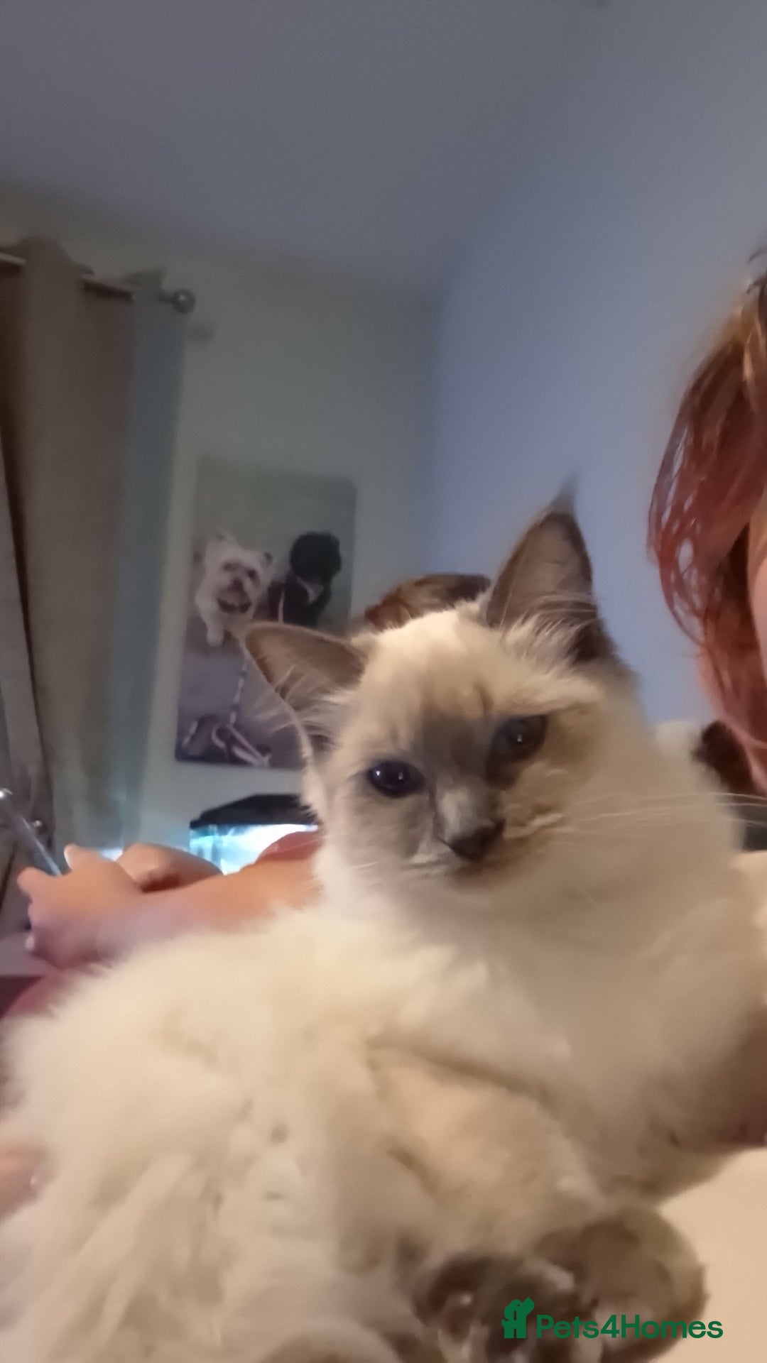 Ragdoll cats for sale: Blue Point Ragdoll - Image 6