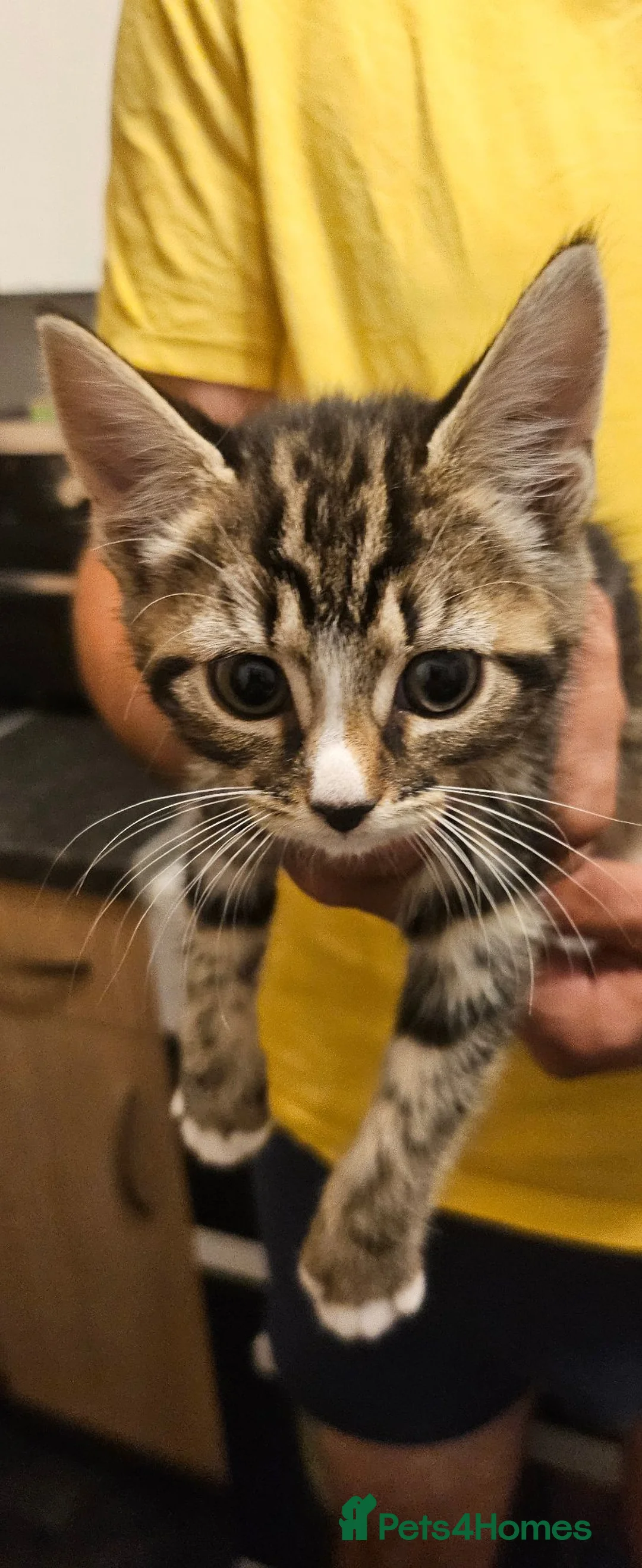 Mixed Breed cats for sale: Kittens for sale  in Letchworth Garden City - Advert 13