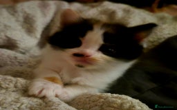 Mixed Breed cats for sale: British blue x Maine Coon x domestic long hair - Image 2