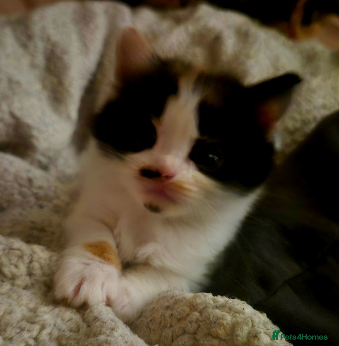 Mixed Breed cats for sale: British blue x Maine Coon x domestic long hair - Image 2