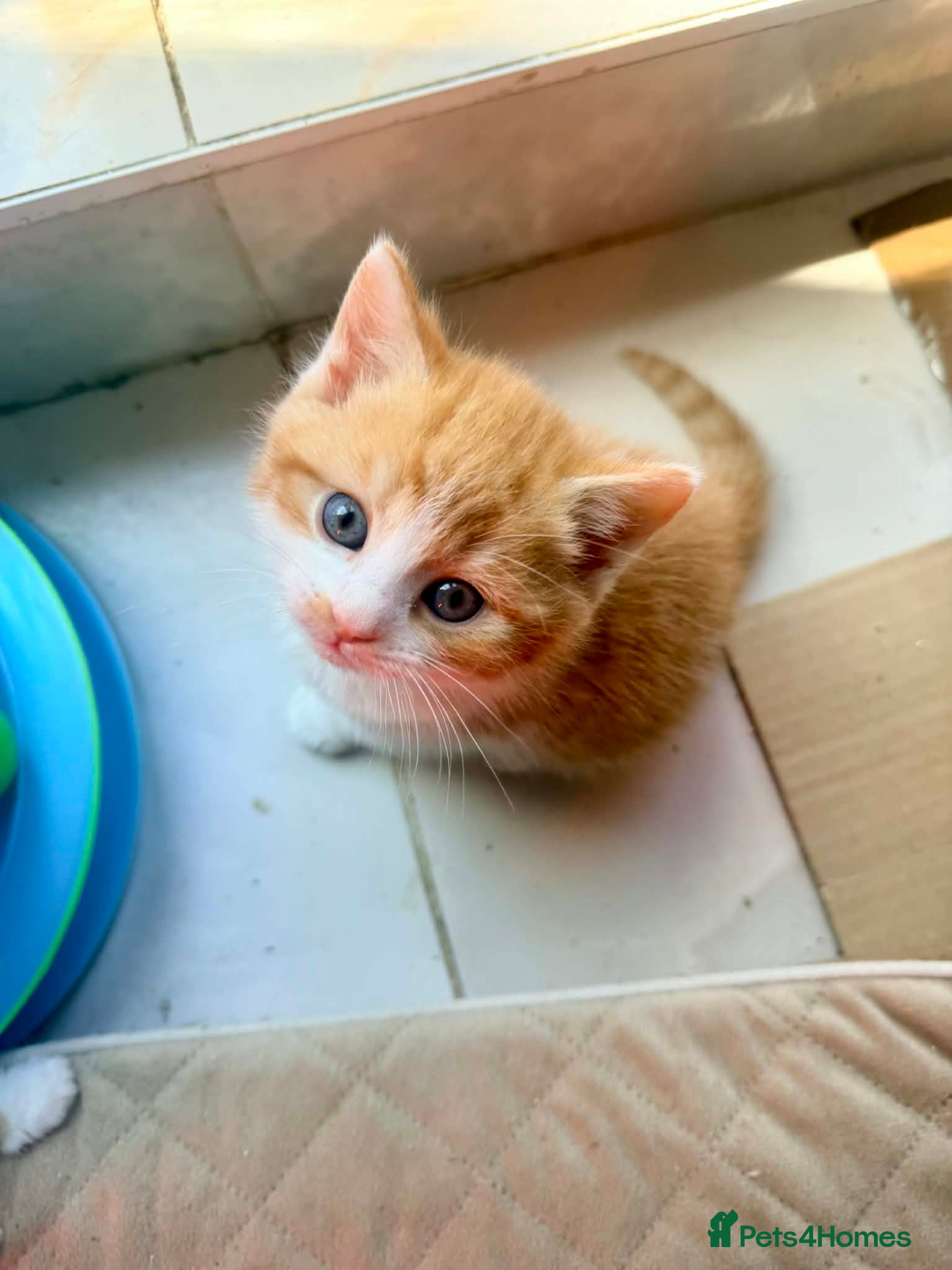 British Shorthair cats Stunning British Shorthair Kittens Ready Now! - Advert 2