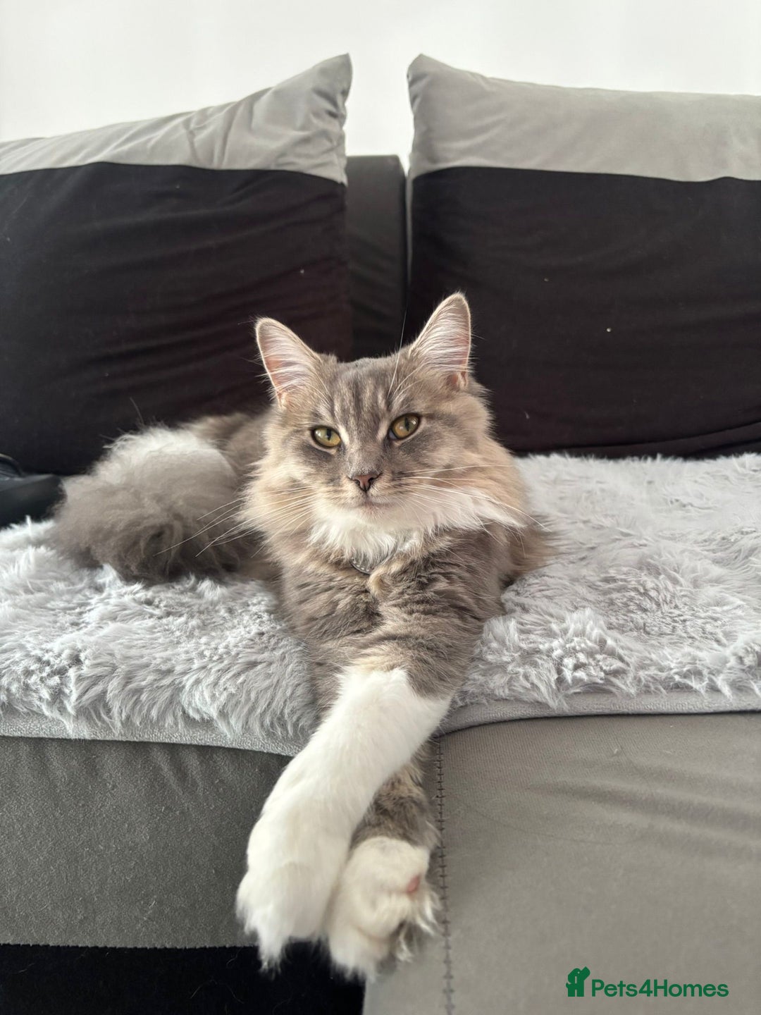 Maine Coon cats for sale: Maine Coon Bella  - Advert 2