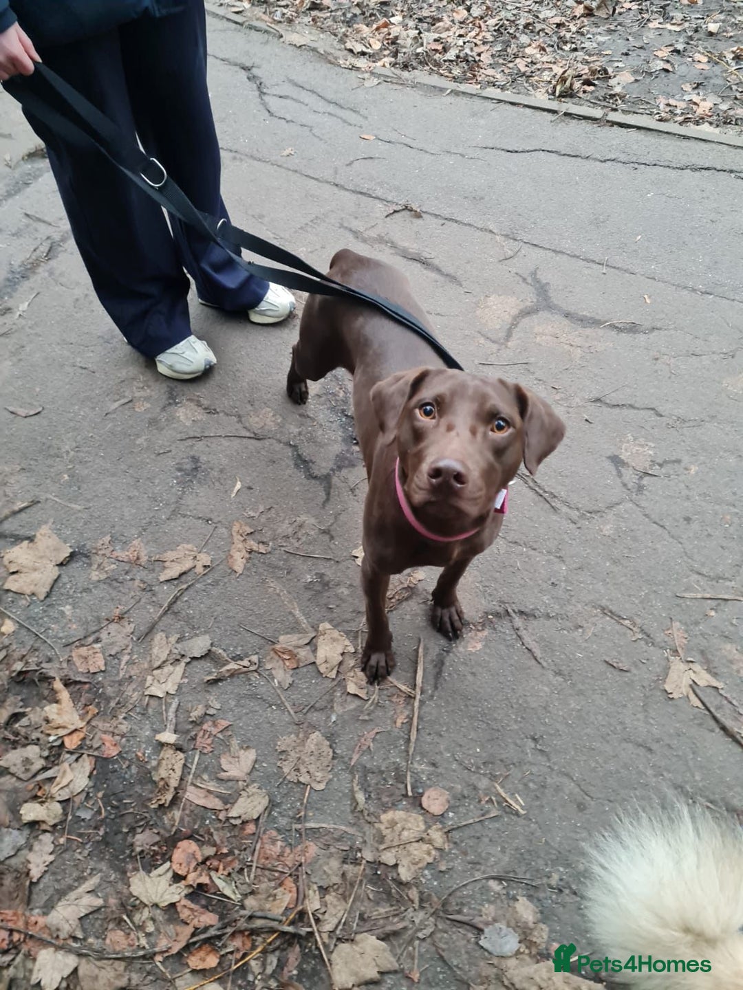 Mixed Breed dogs for adoption: Chocolate (Labrador/Pointer mix) - Advert 7