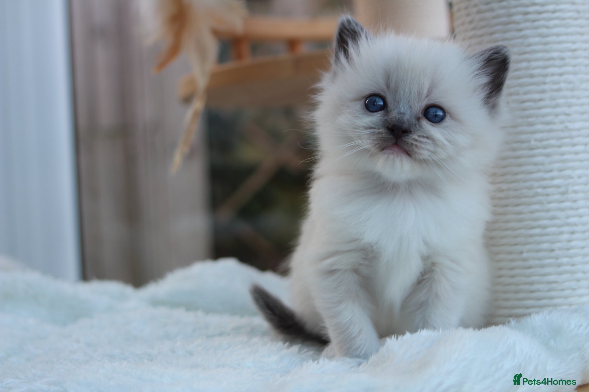 Ragdoll cats GCCF Lilac/Blue Outstanding Pedigree kittens - Advert 5