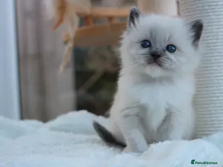 Ragdoll cats GCCF Lilac/Blue Outstanding Pedigree kittens - Advert 15