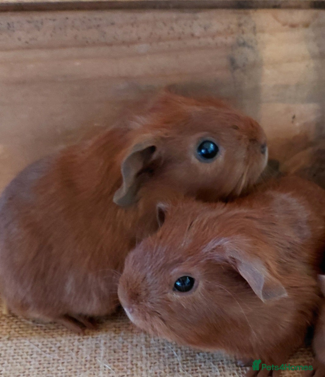 Guinea Pig rodents Assorted Pure breed Male guinea pigs - Advert 5