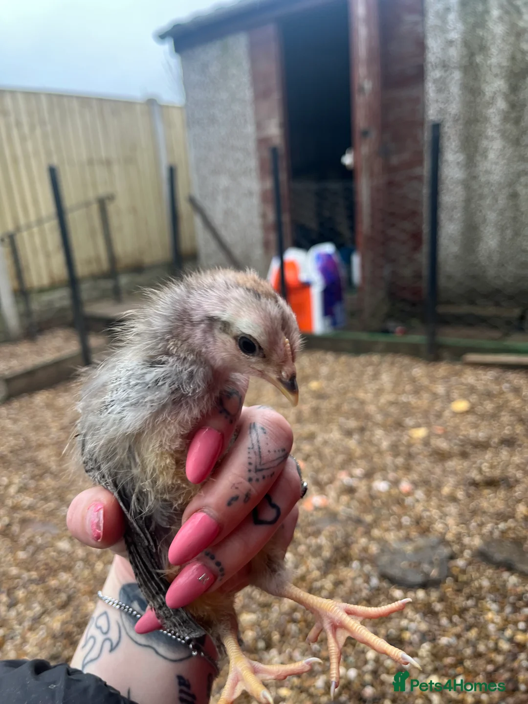 Chickens poultry for sale: Female chicks ready to go - Advert 4