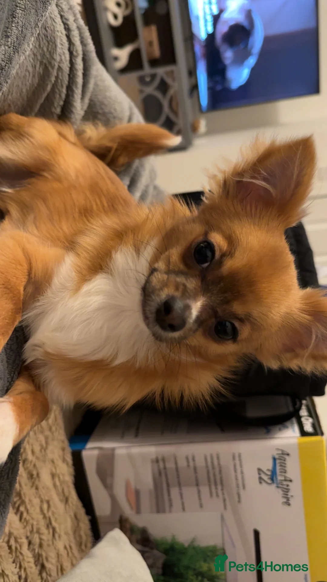 Chihuahua dogs for sale: 8 month Chihuahua  in Frome - Advert 5