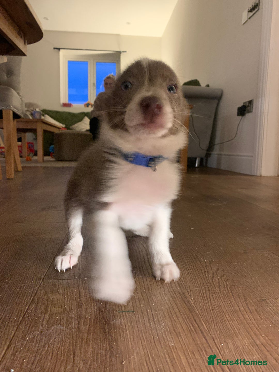 Border Collie dogs for sale: Lilac border collie puppy - Advert 3