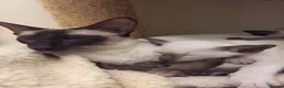 Siamese cats for sale: Two lovely adult Siamese need a new home - Advert 4