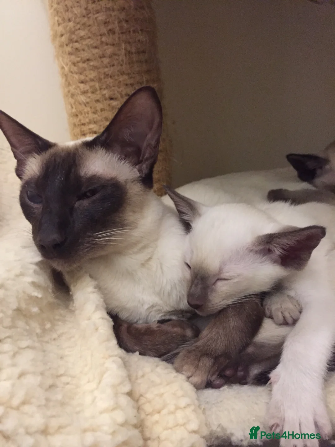 Siamese cats for sale: Two lovely adult Siamese need a new home - Advert 4