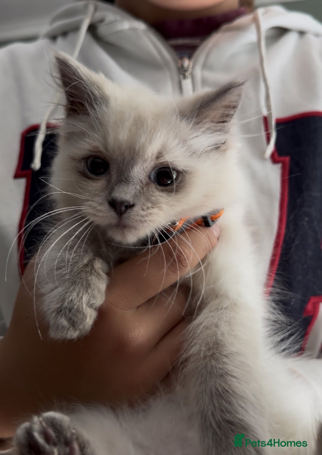 Ragdoll cats Ragdoll X British Shorthair READY NOW - Advert 11