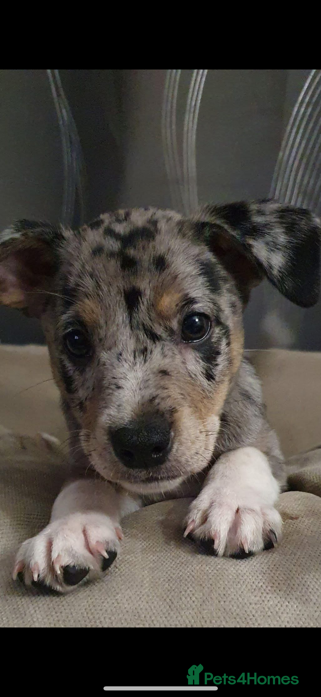 Mixed Breed dogs for sale: Stunning Merle Boy Left - Image 1
