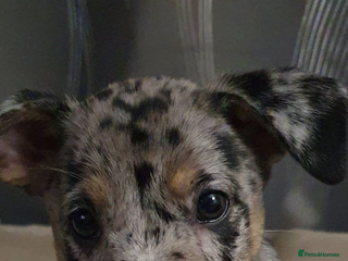 Mixed Breed dogs - Advert 3