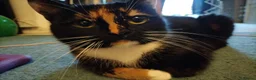 Mixed Breed cats for sale: 2 Calico Girls and 1 Ginger Male - Advert 2