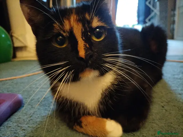 Mixed Breed cats for sale: 2 Calico Girls and 1 Ginger Male - Advert 2