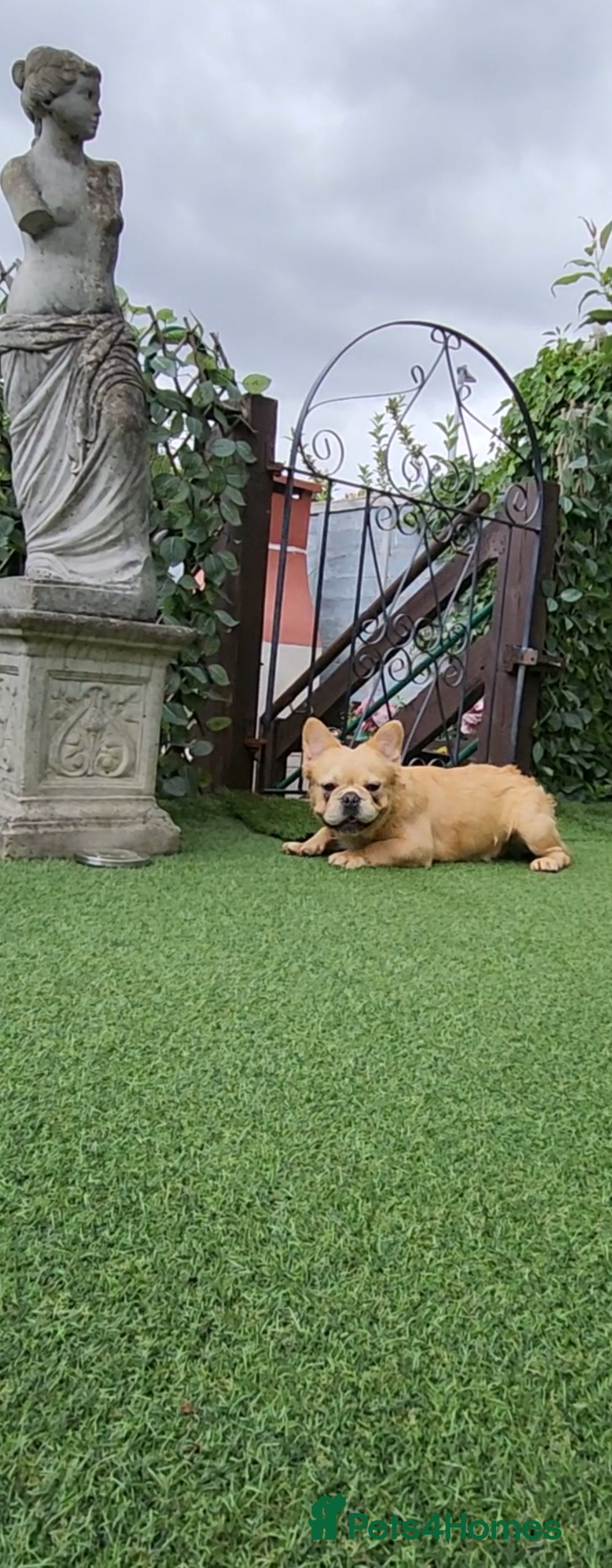 French Bulldog dogs for sale: French buldog visual fluffy male  - Image 6