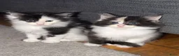 Maine Coon cats for sale: Mainecoon  - Advert 7