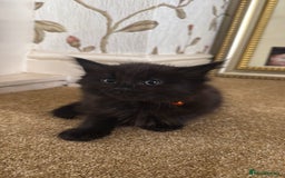 British Shorthair cats for sale: Beautiful kittens for sale - Image 6