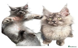 Maine Coon cats for sale: XL Maine Coon Boys Russian Line - Image 11