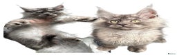 Maine Coon cats for sale: XL Maine Coon Boys Russian Line - Advert 11