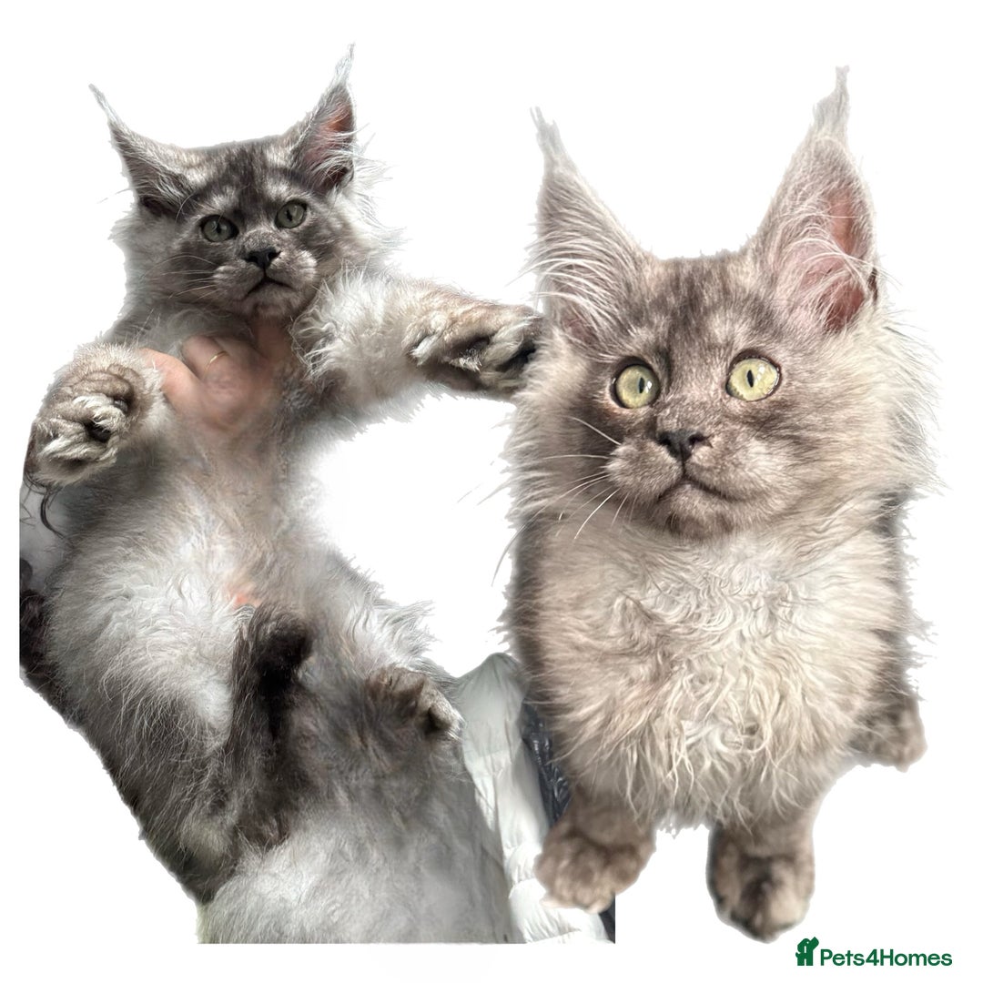 Maine Coon cats for sale: XL Maine Coon Boys Russian Line - Image 11