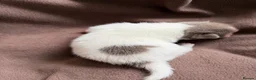 Pomchi dogs for sale: Beautiful unique Pomchi’s  - Advert 21