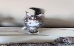 Maine Coon cats for sale: TICA Registered Maine Coon Kittens Blue/Silver - Image 2